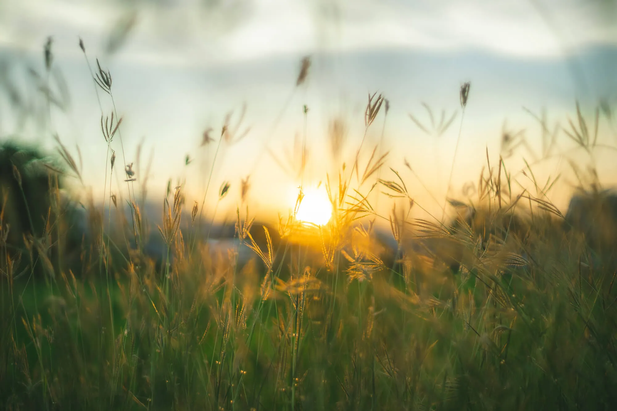 Prairie grasses twilight